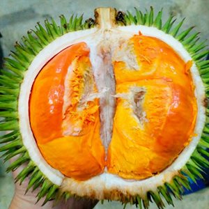 可能连沙巴人也没吃过的沙巴水果！